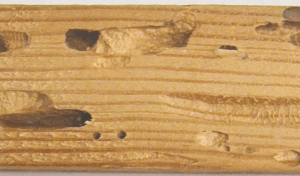 degradation of wood capricorne