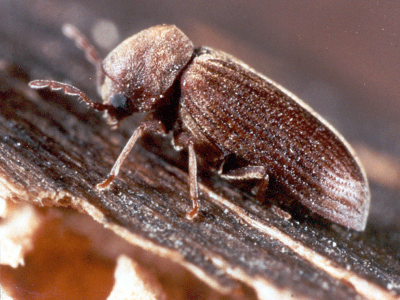 wood boring insectes