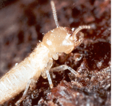 comment déceler la présence de termites