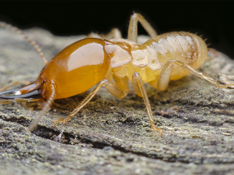 comment reconnaître une termite