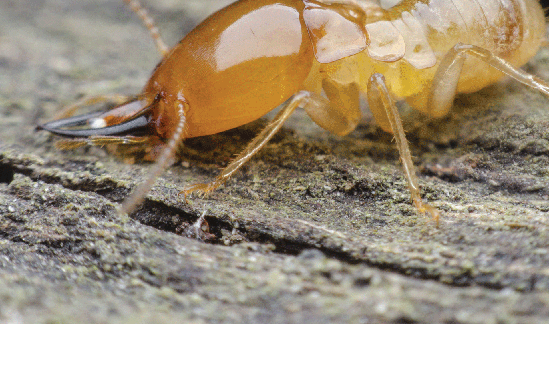 à quoi ressemble une termite