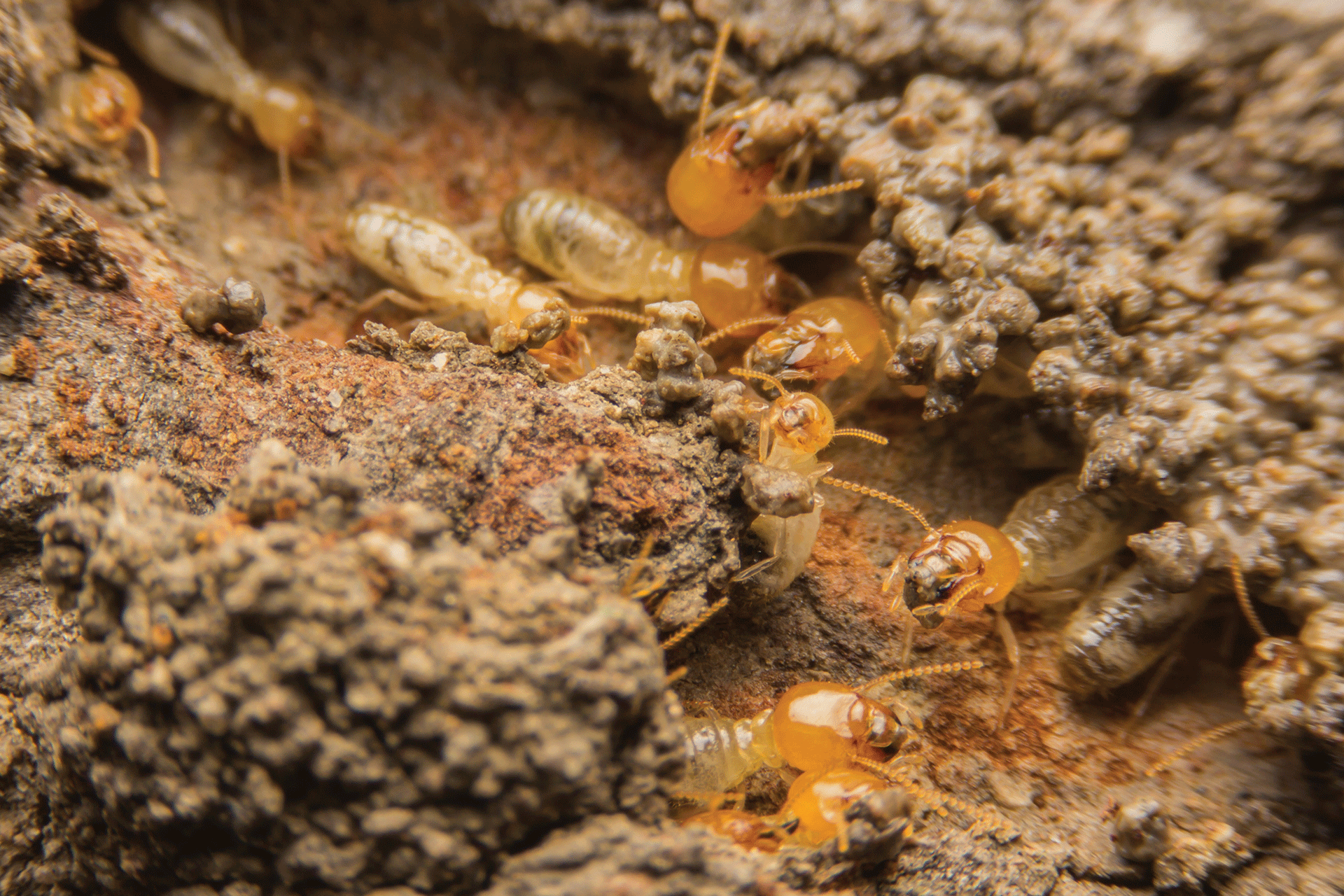 comment se débarrasser des termites