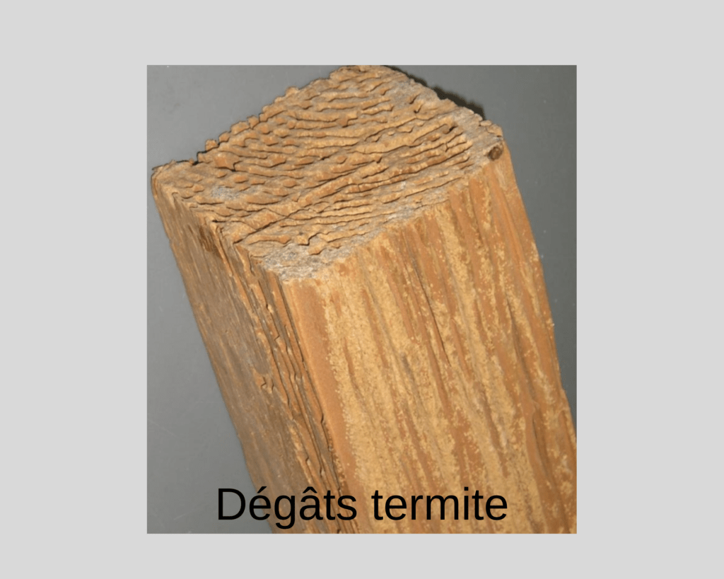 dégâts de termite sur bois