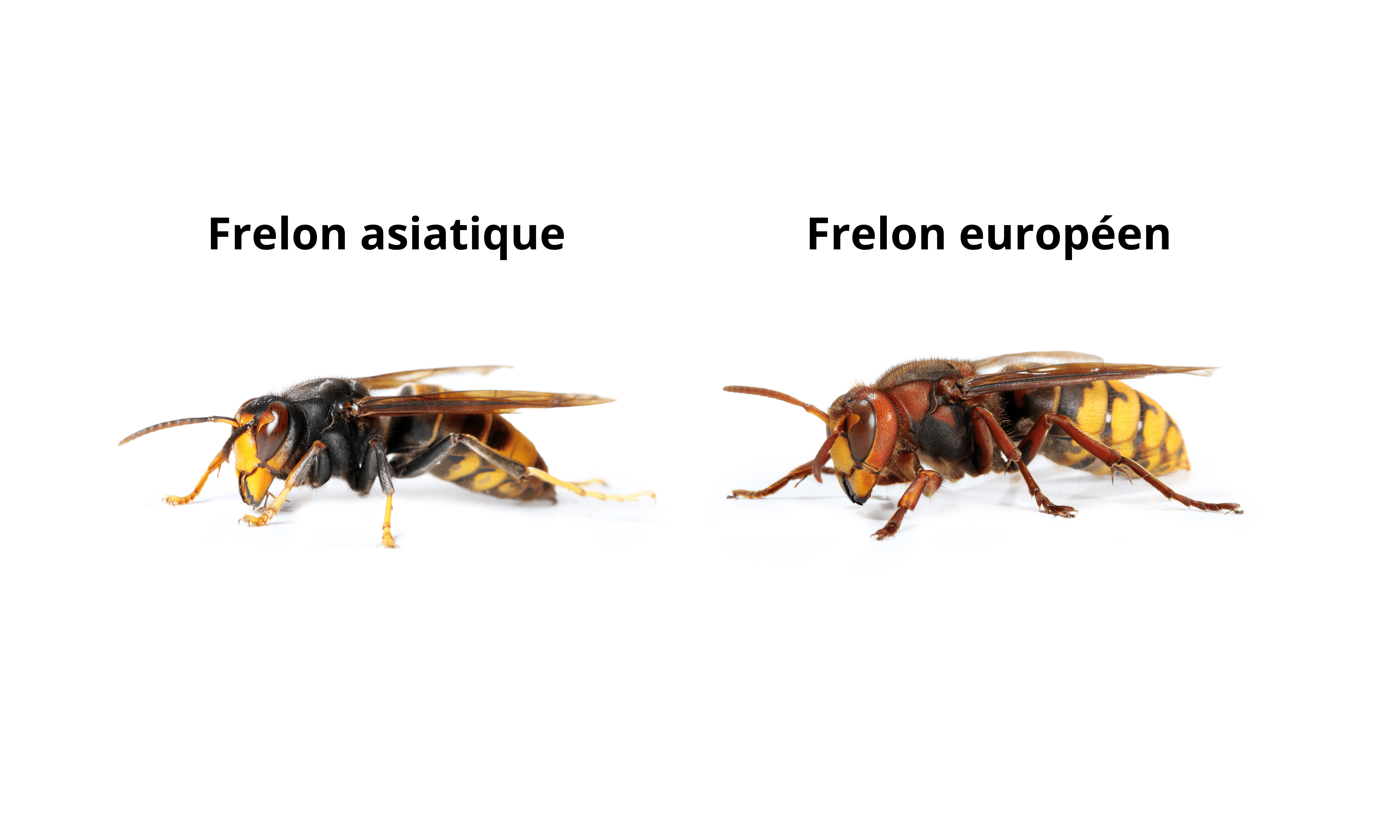 frelons asiatiques et frelons européens