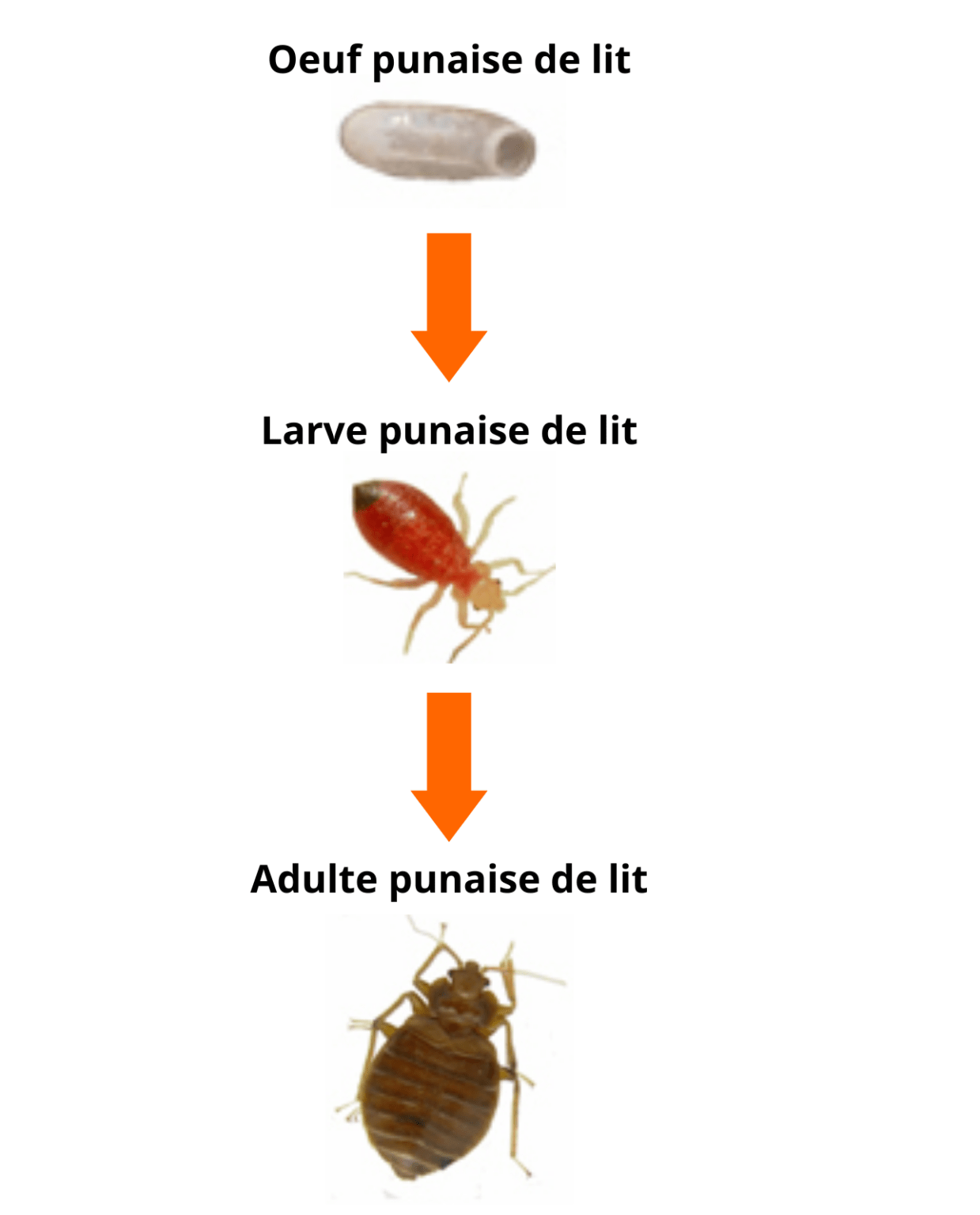 Les punaises de lit comment les détecter et comment les éradiquer ? Mabi