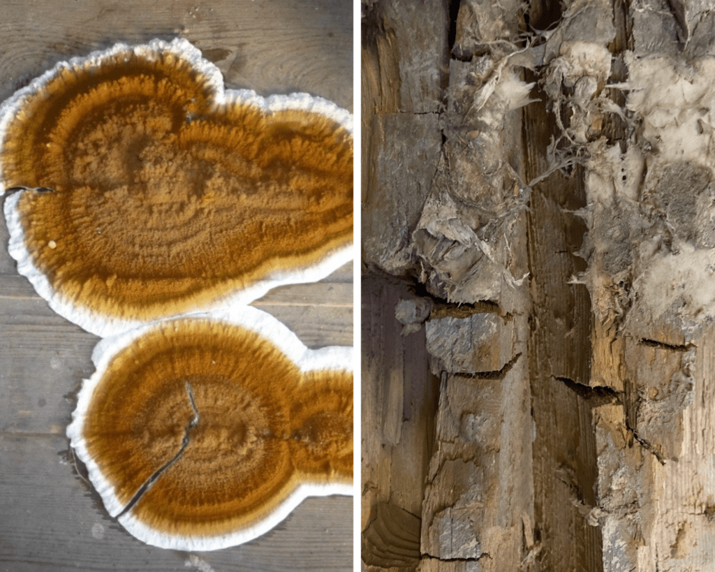 merule-champignon-bois merule bois degradation champignon