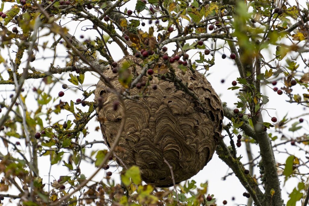 nid de frelon asiatique