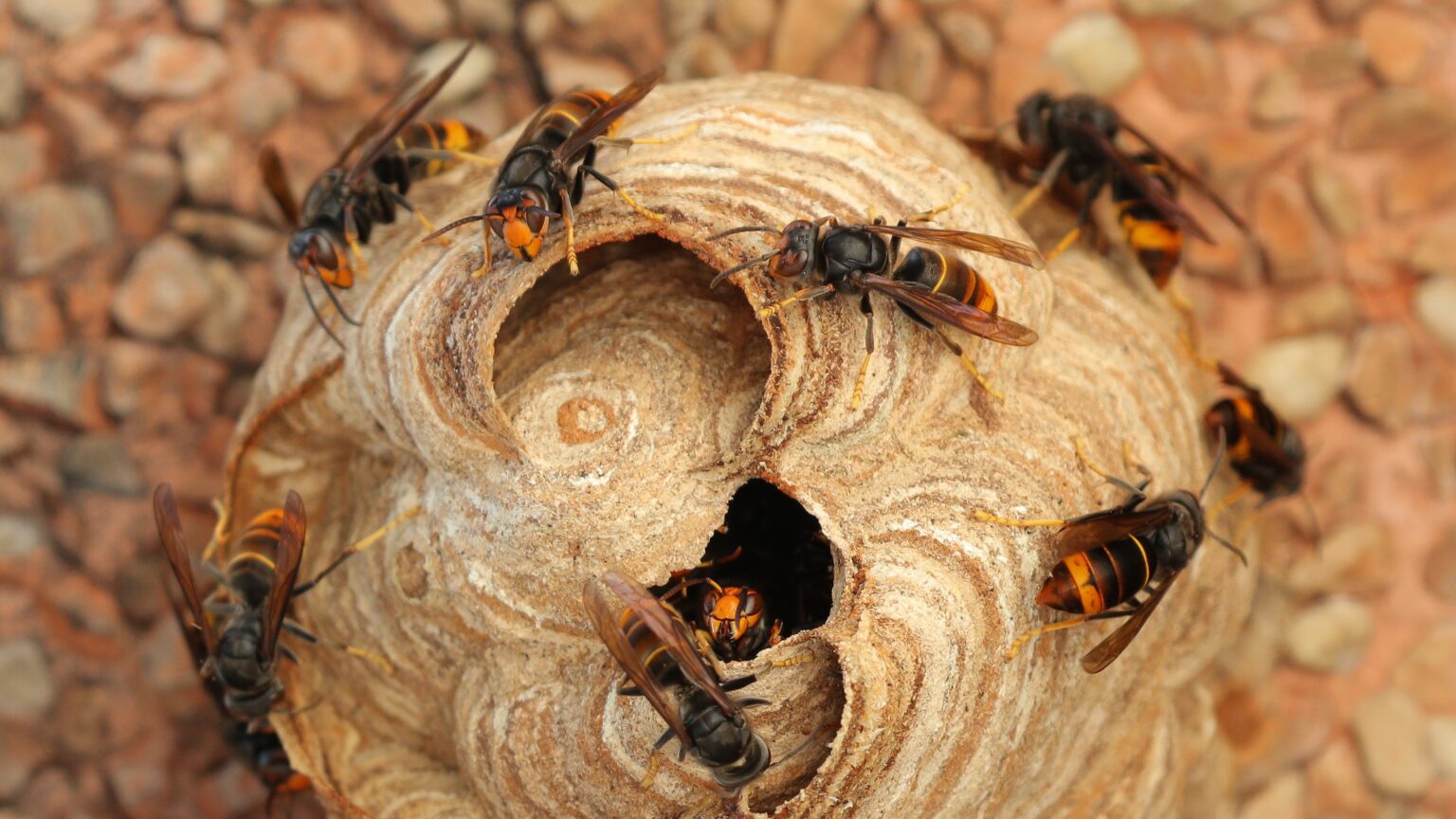 How To To Get Rid Of Asian Hornet Nests Mabi How To To Get Rid Of Asian Hornet Nests Mabi