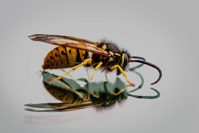 frelon asiatique vespa velutina